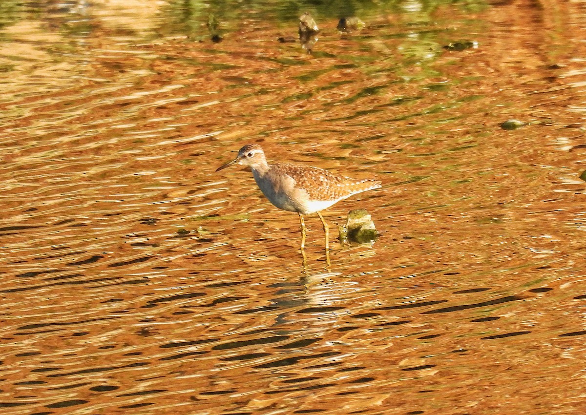 Common Sandpiper - ML646846861