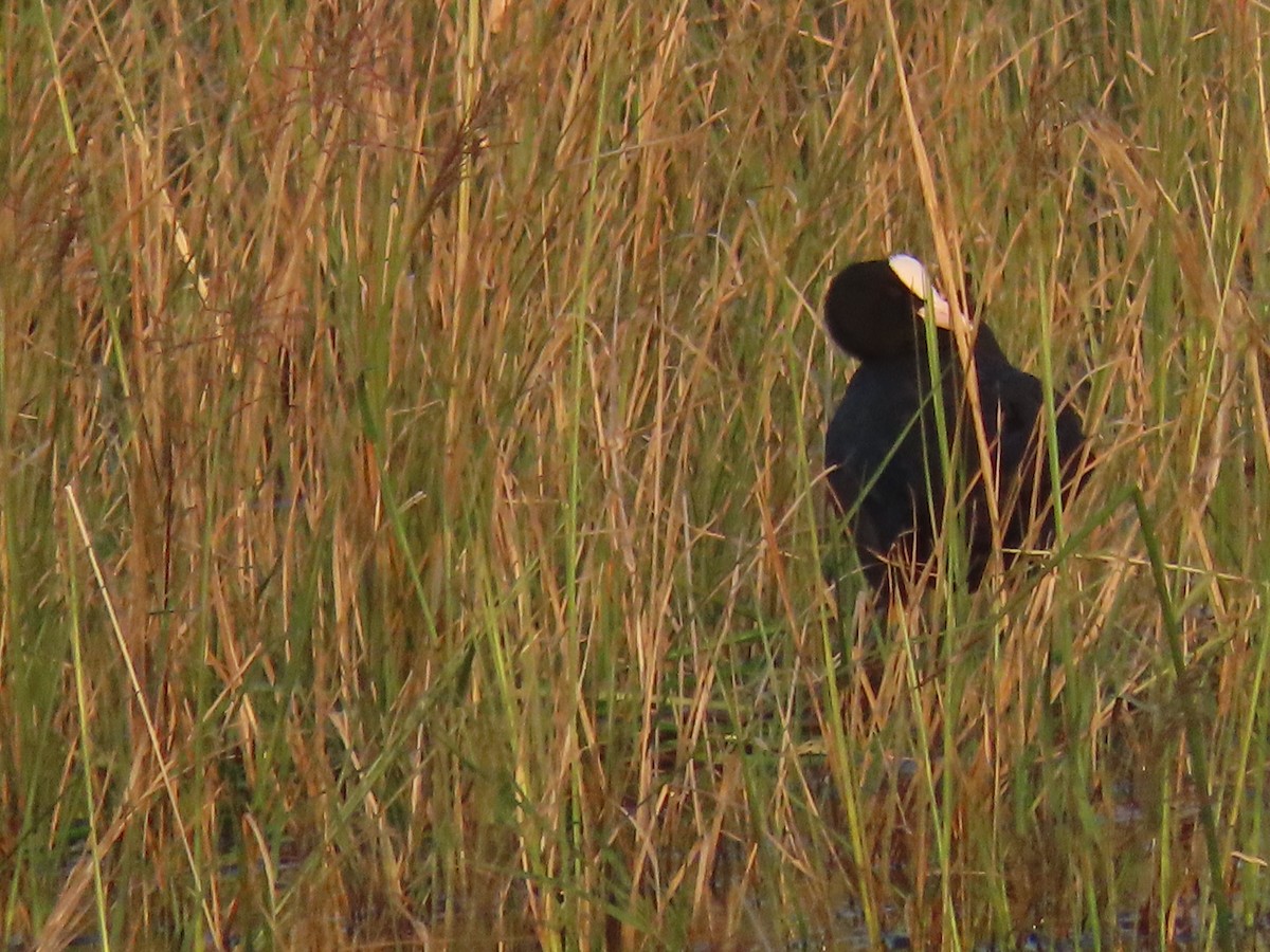 Eurasian Coot - ML646846862
