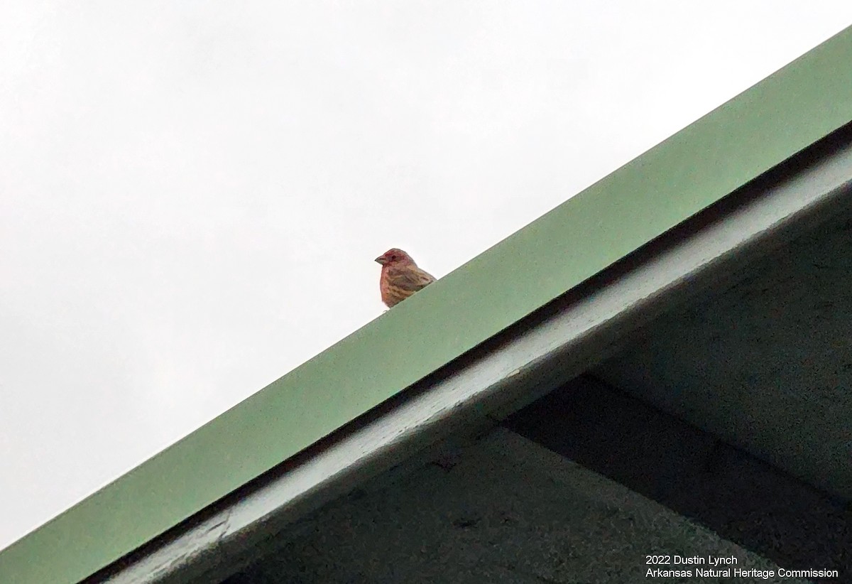 House Finch - ML646846864