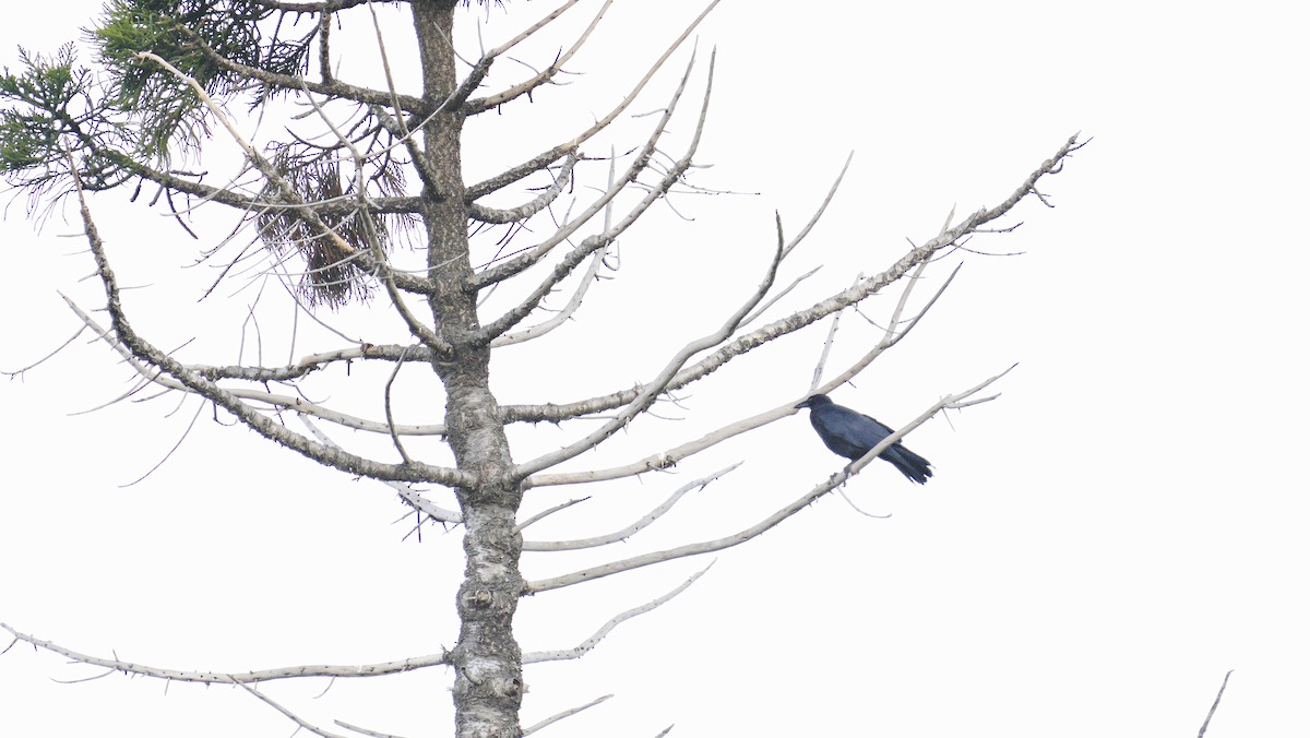 Australian Raven - ML646846866