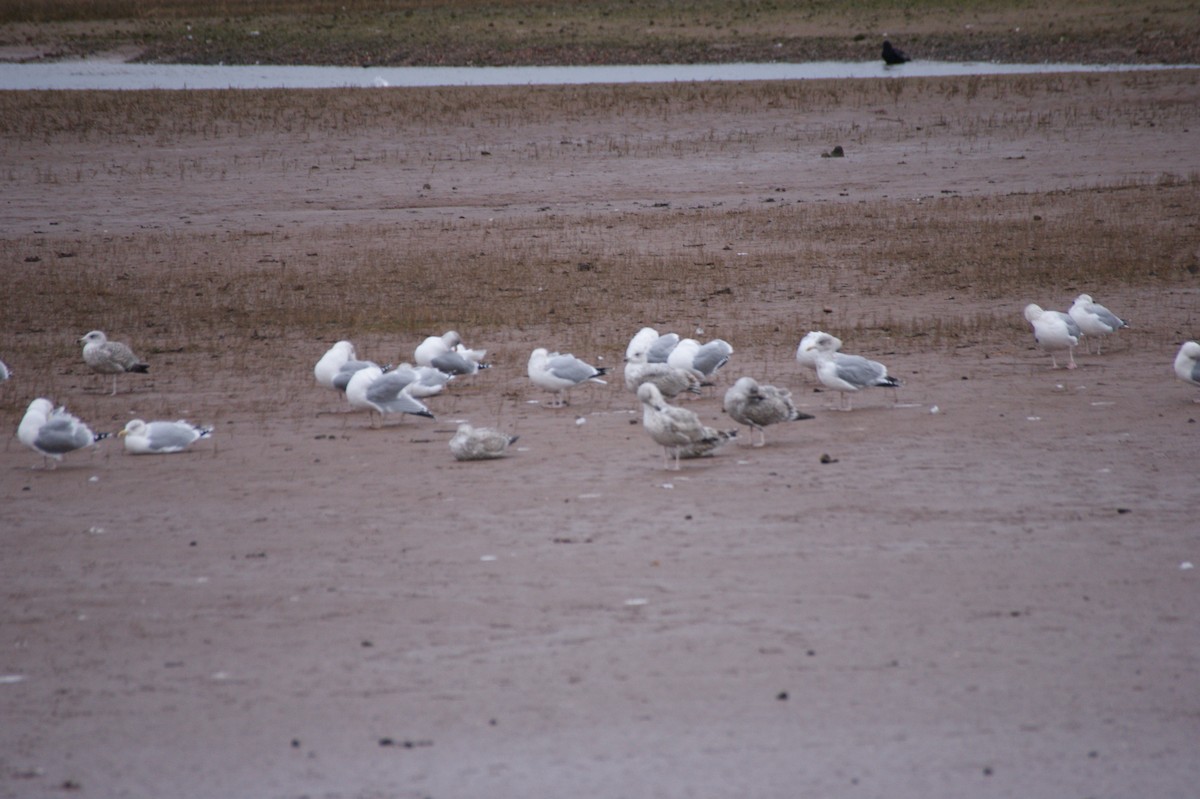 European Herring Gull - ML646846868