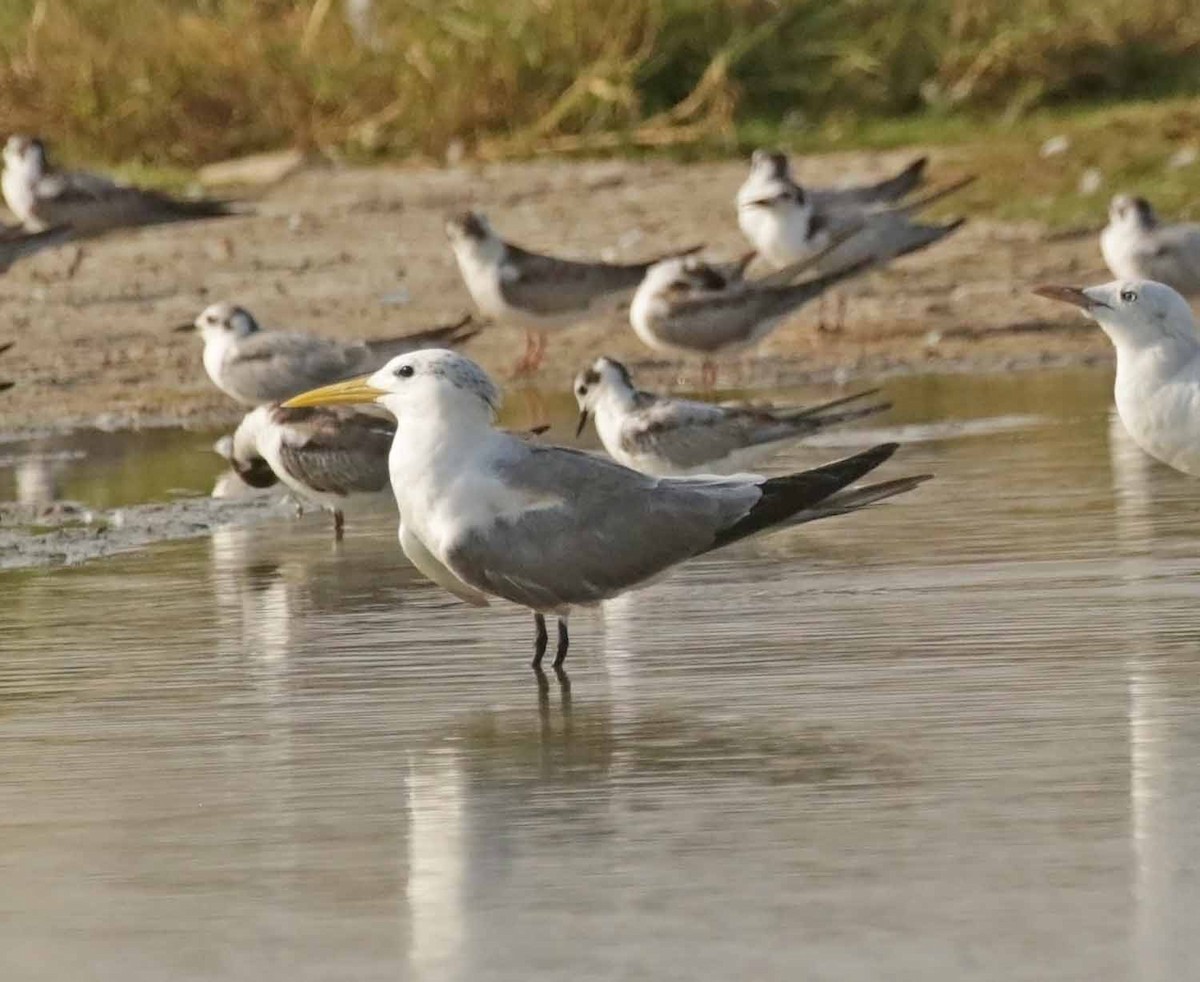 Great Crested Tern - ML646846869