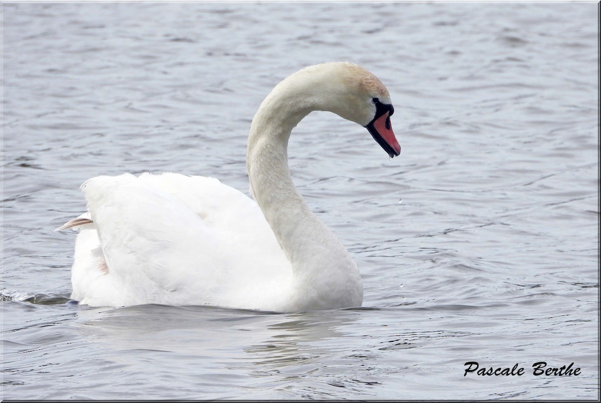 Mute Swan - ML646846870