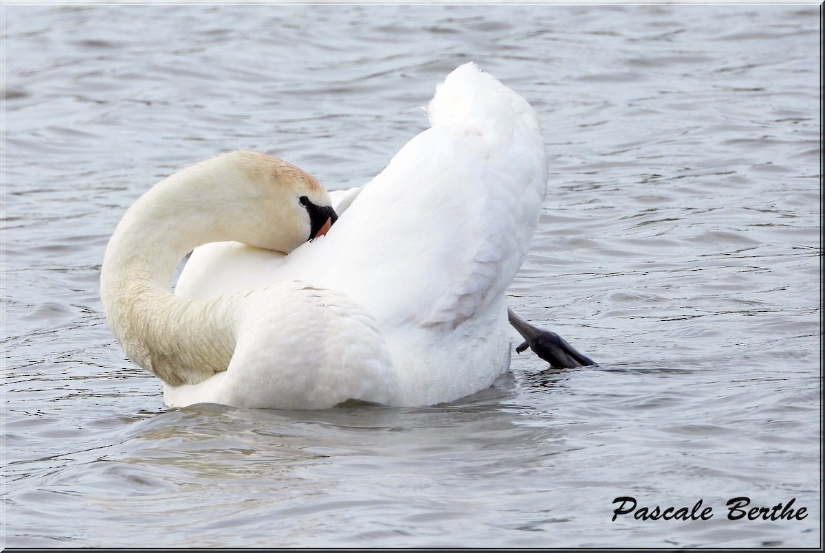 Mute Swan - ML646846871