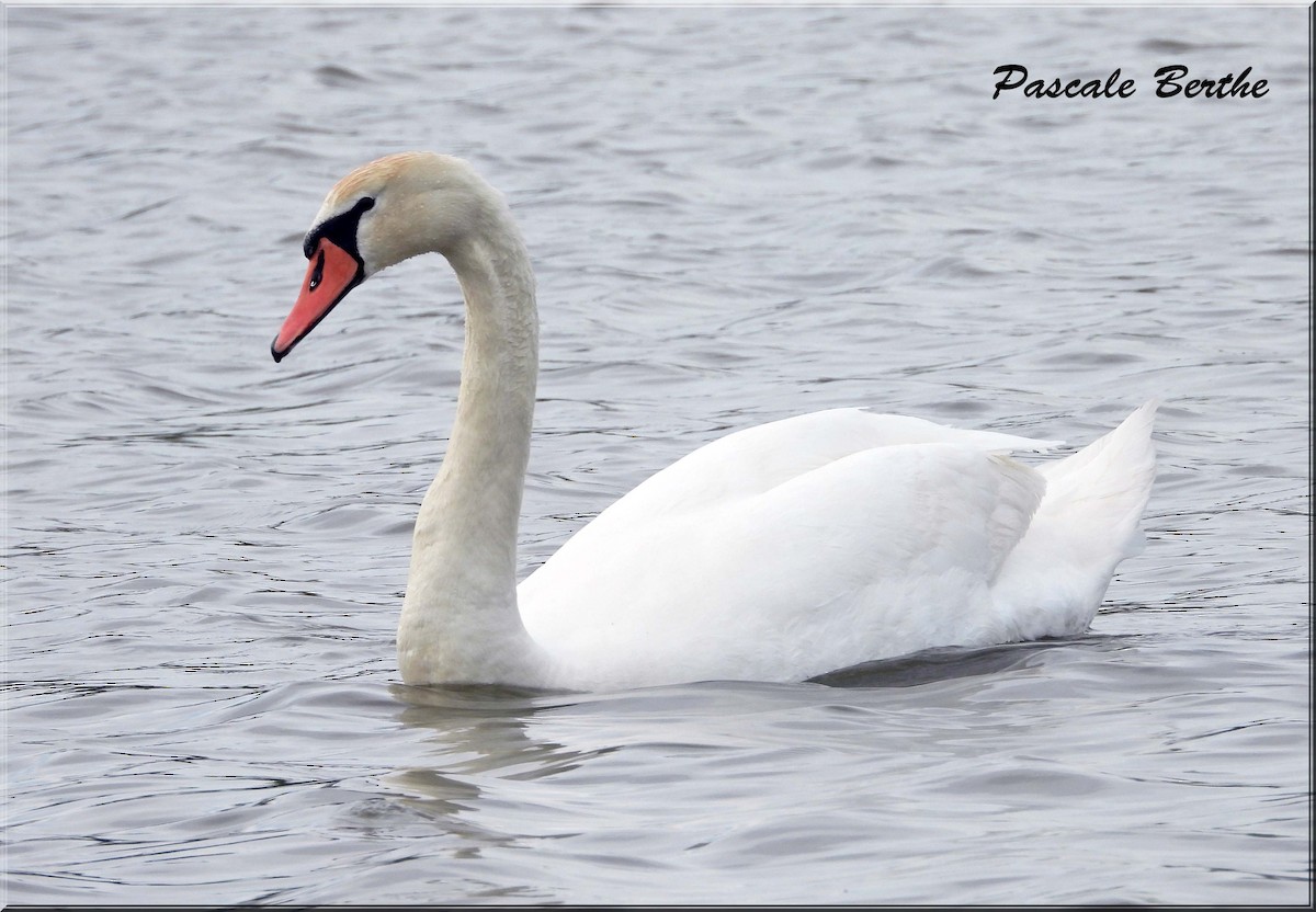 Mute Swan - ML646846872