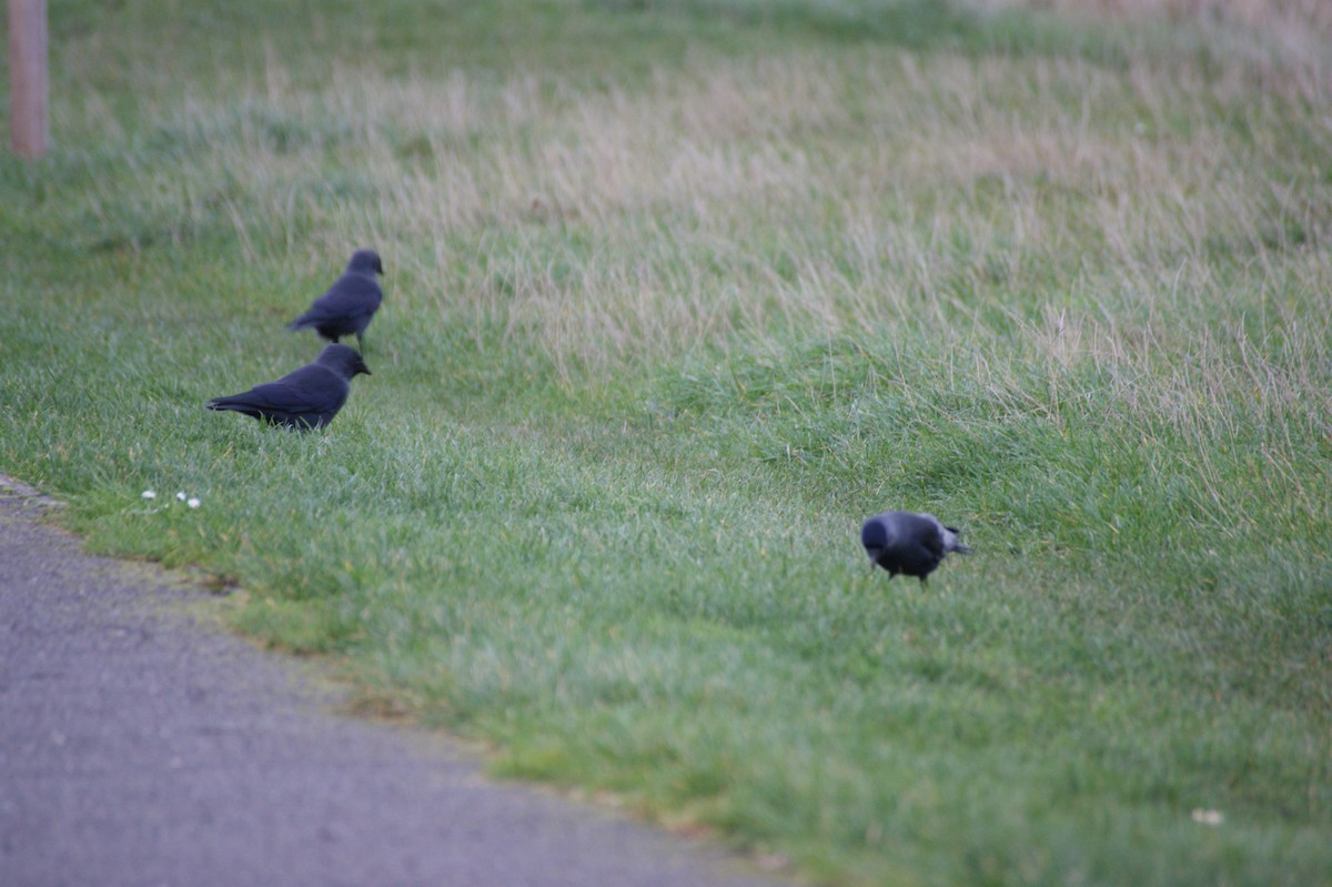 Eurasian Jackdaw - ML646846876