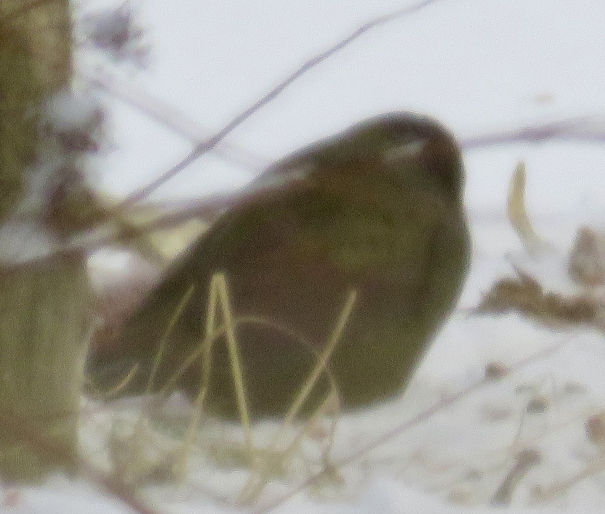 Common Grackle - ML646846877