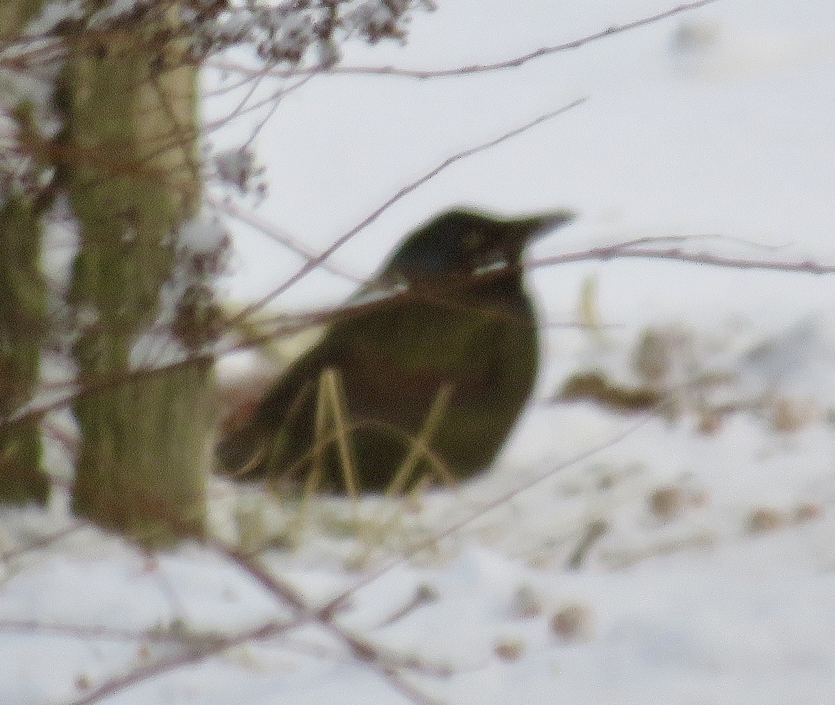 Common Grackle - ML646846878
