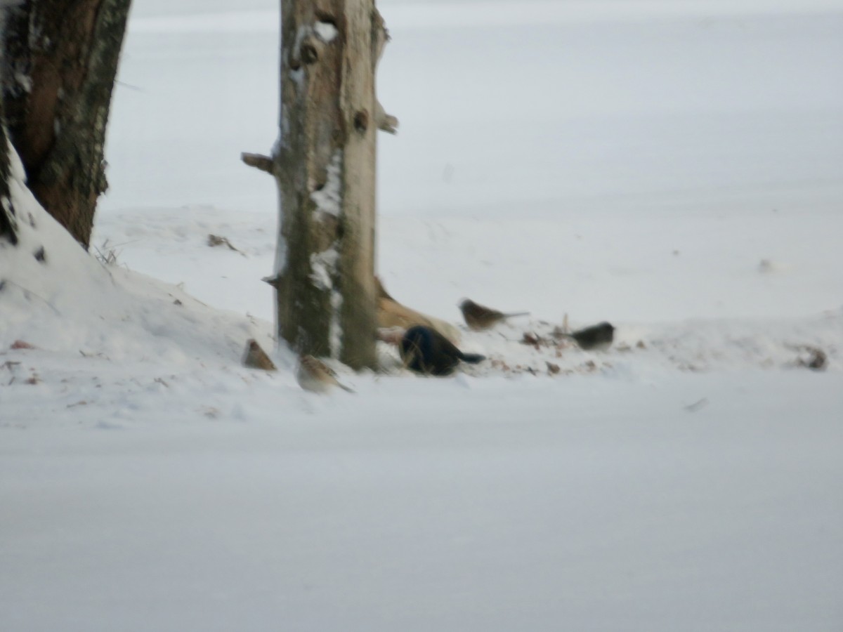 Common Grackle - ML646846879