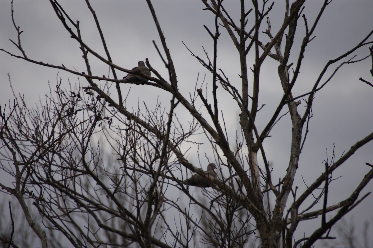 Eurasian Collared-Dove - ML646846880