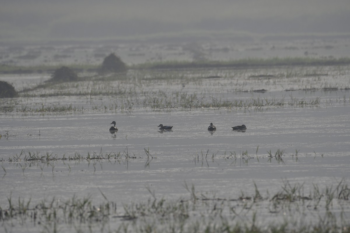 Indian Spot-billed Duck - ML646846881