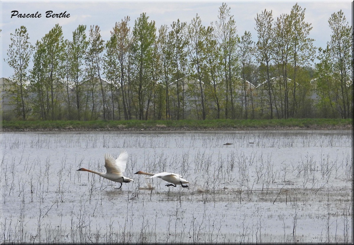 Trumpeter Swan - ML646846882