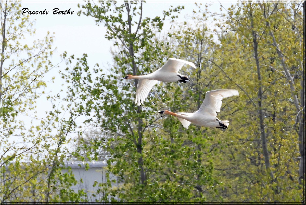 Trumpeter Swan - ML646846883
