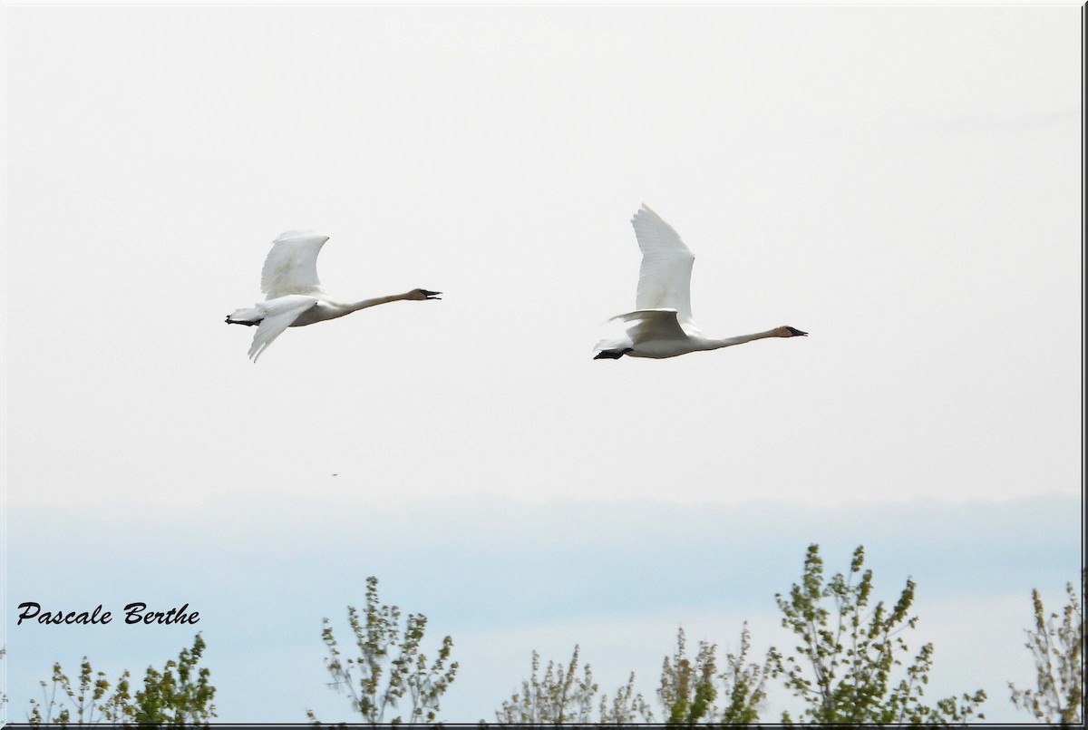 Trumpeter Swan - ML646846884