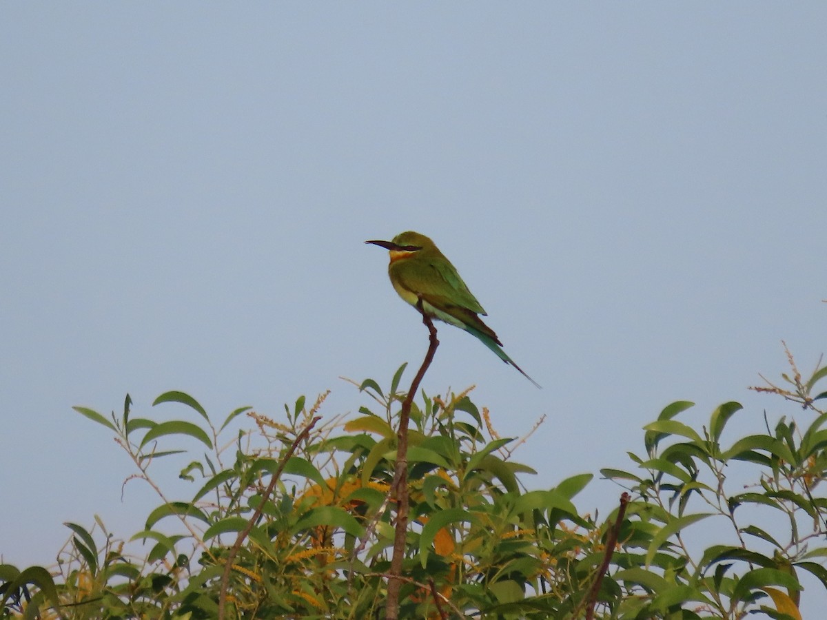 Blue-tailed Bee-eater - ML646846885