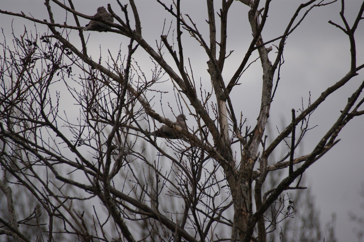 Eurasian Collared-Dove - ML646846887