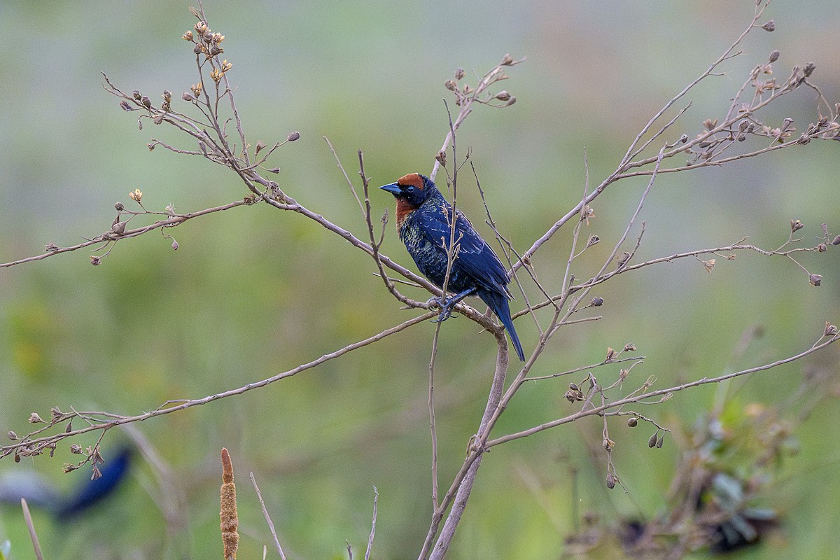 Chestnut-capped Blackbird - ML646846888