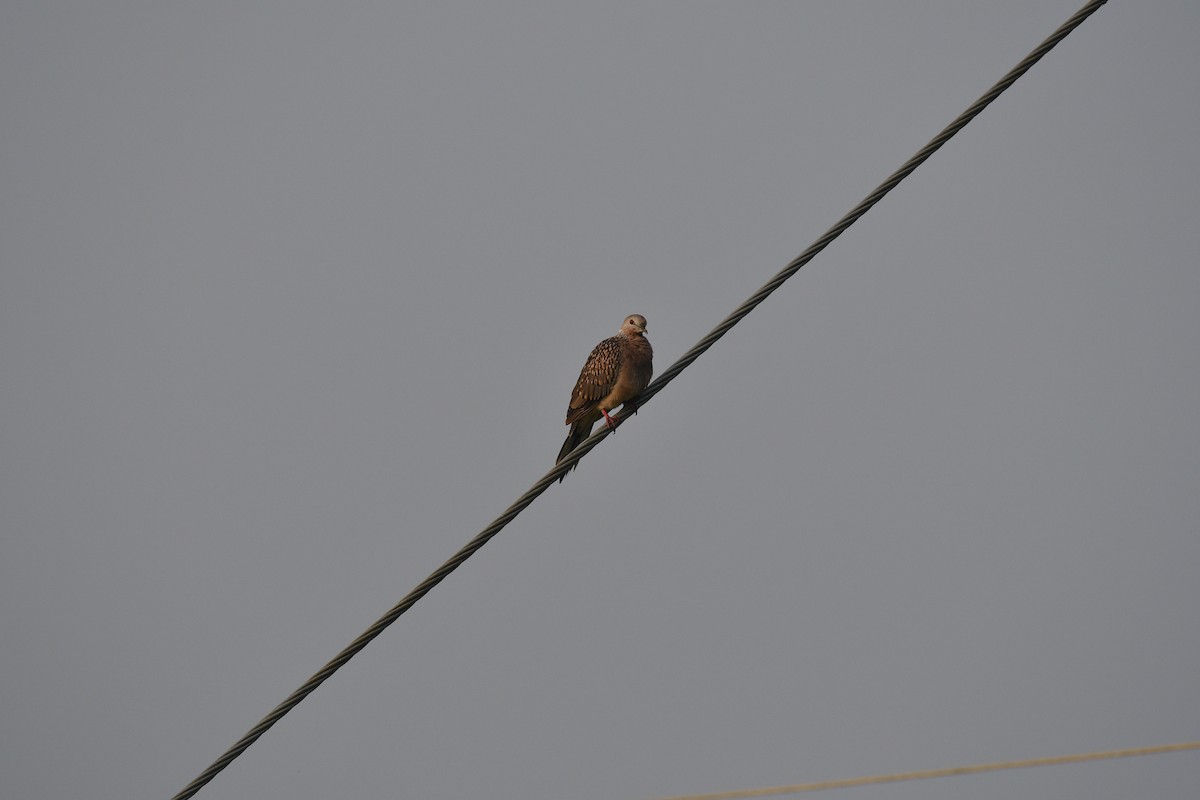 Spotted Dove - ML646846889