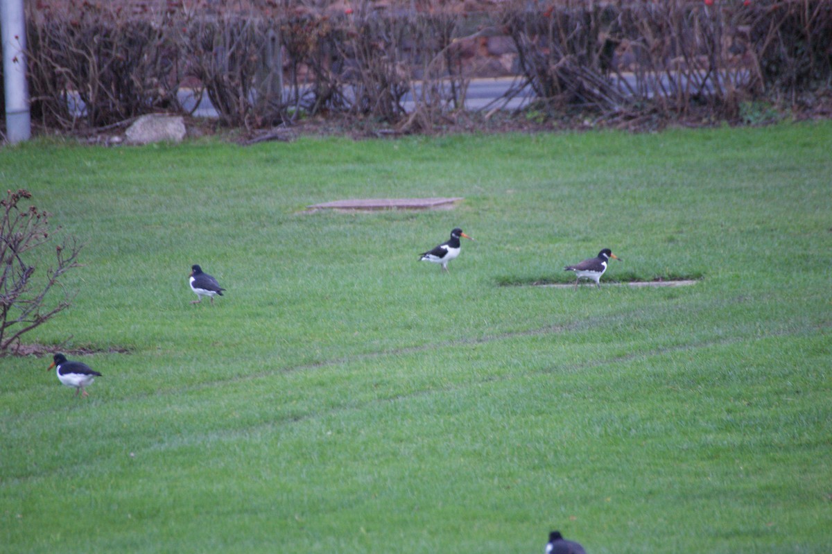 Eurasian Oystercatcher - ML646846890