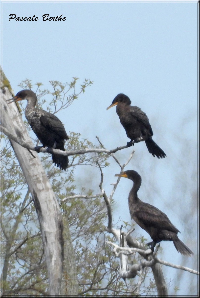 Neotropic Cormorant - ML646846891