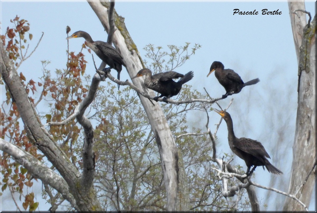 Neotropic Cormorant - ML646846892