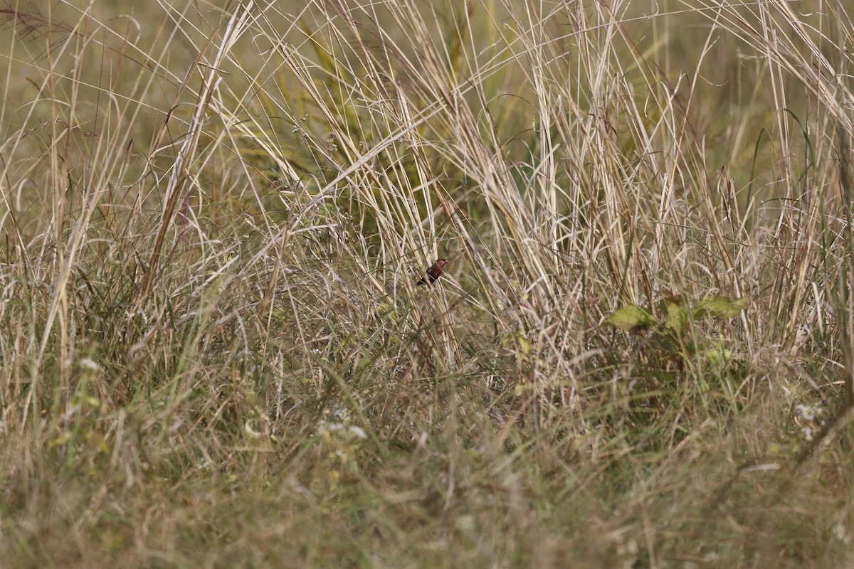 tigerastrild - ML646846894