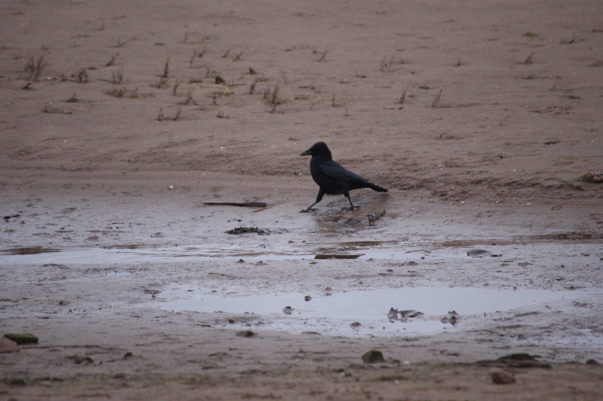Carrion Crow - ML646846895
