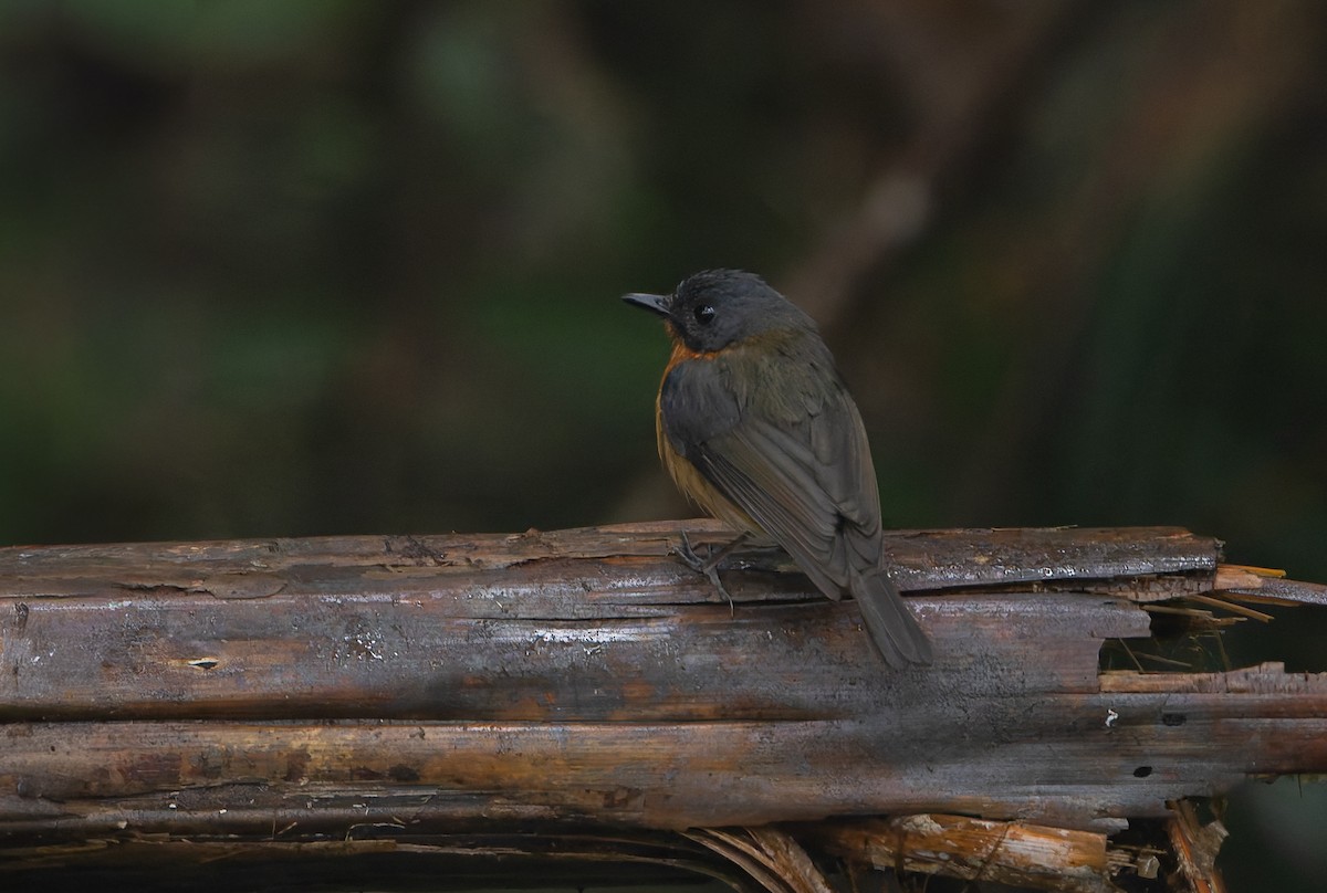 Cinnamon-chested Flycatcher - ML646846896