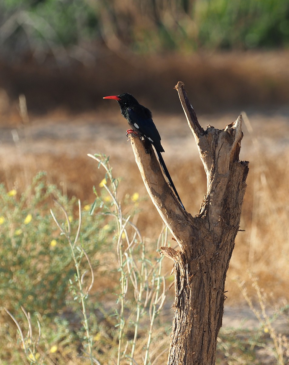 Violet Woodhoopoe - ML646846898