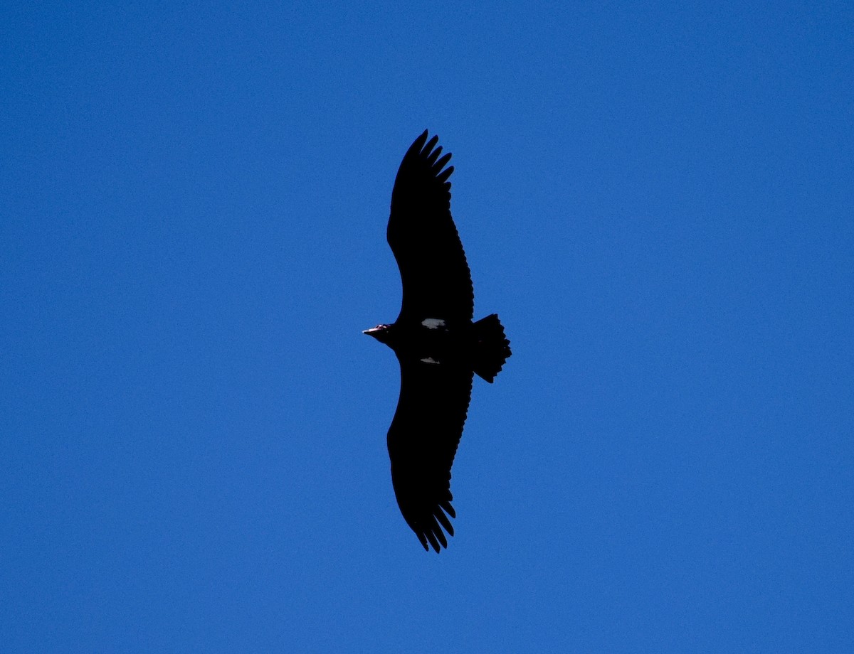 Red-headed Vulture - ML646846899
