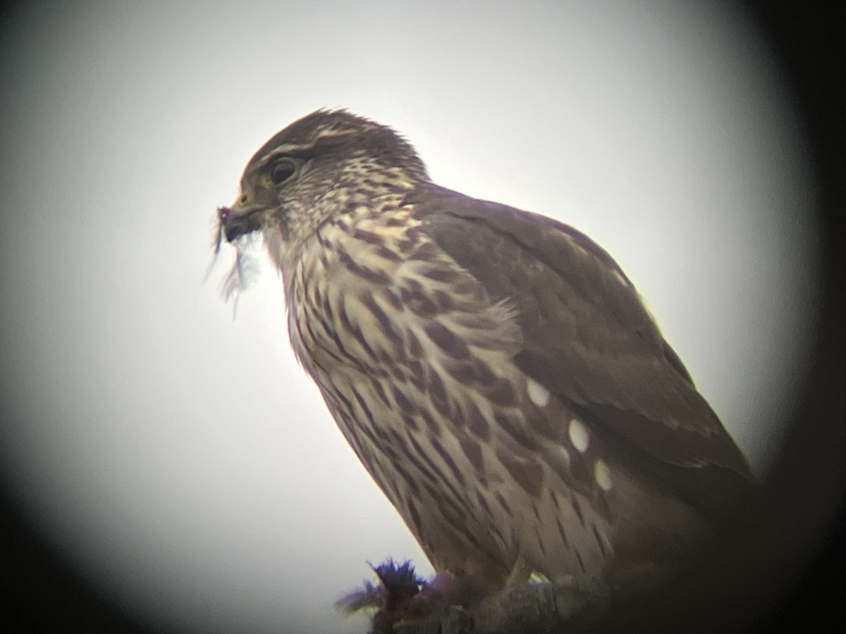 Merlin - ML646846900