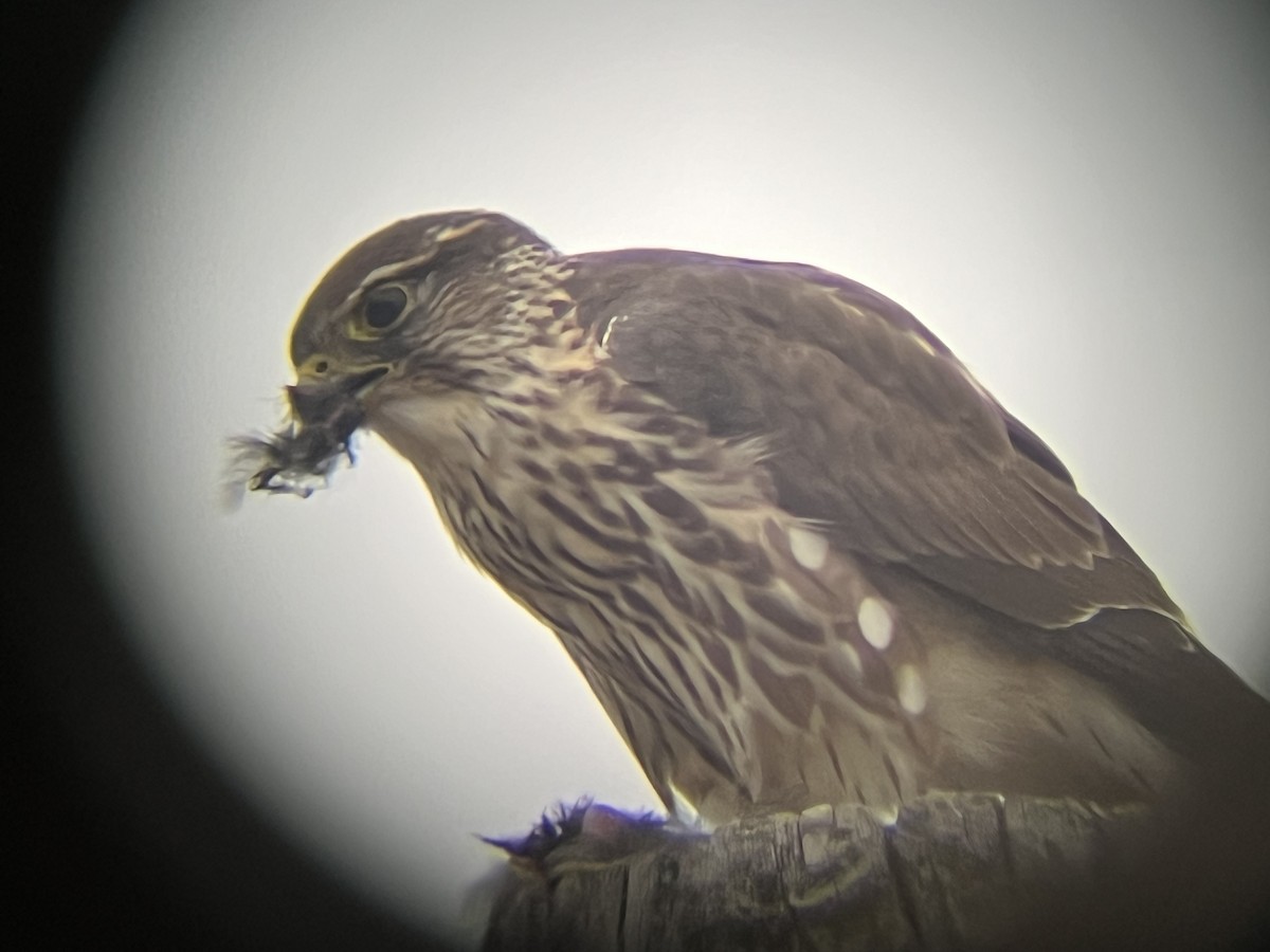 Merlin - ML646846901