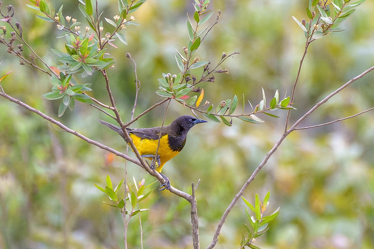 Yellow-rumped Marshbird - ML646846903