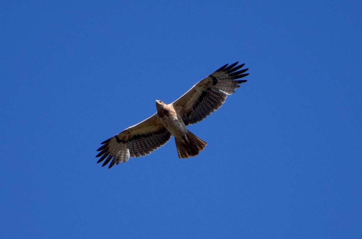 Bonelli's Eagle - ML646846904