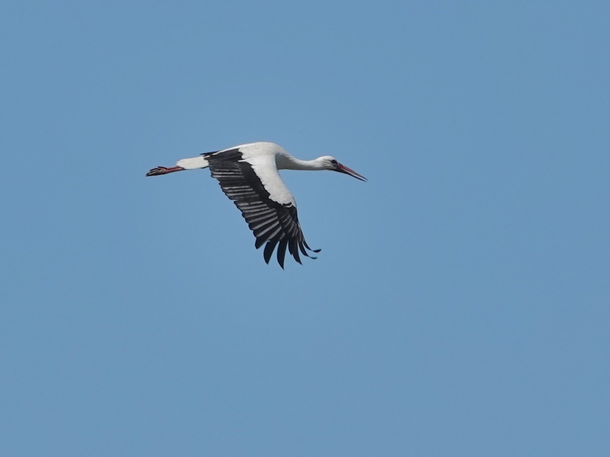 White Stork - ML646846907