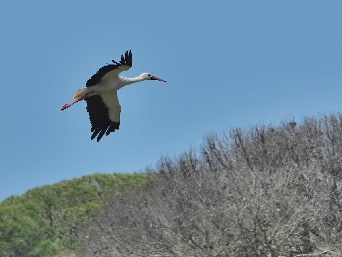 White Stork - ML646846908