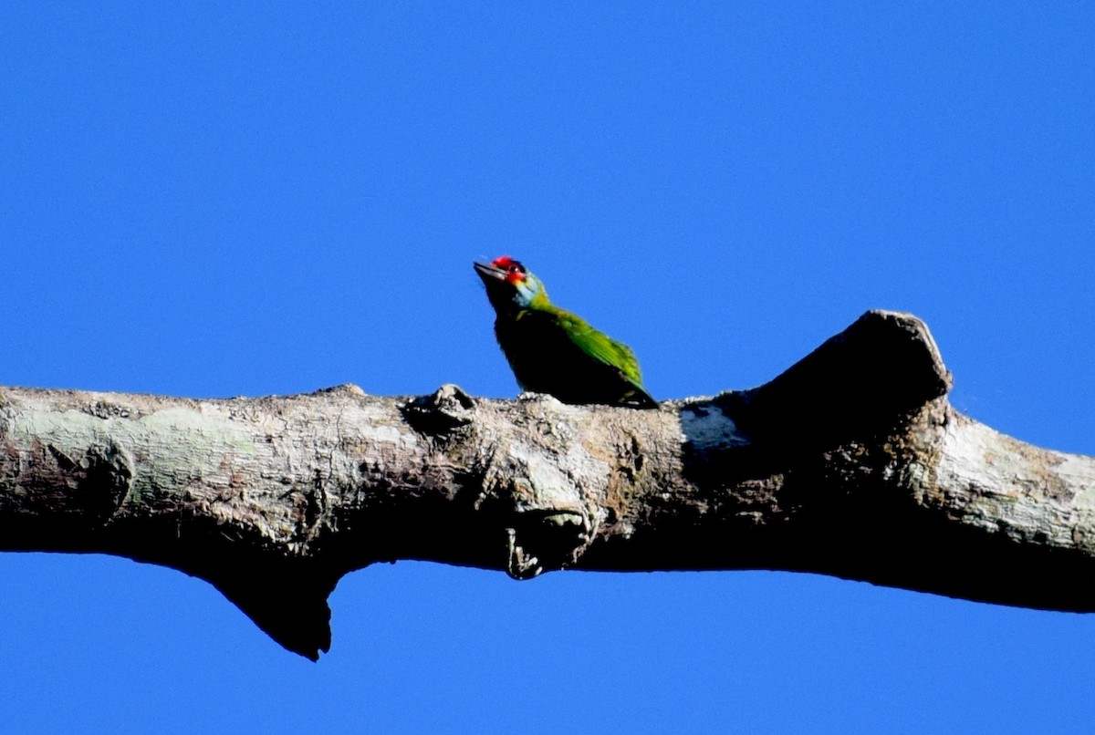 Malabar Barbet - ML646846909