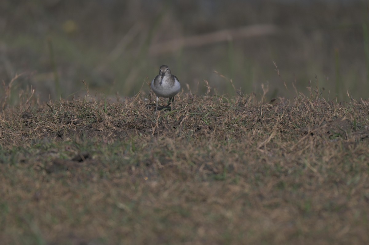 Common Sandpiper - ML646846911