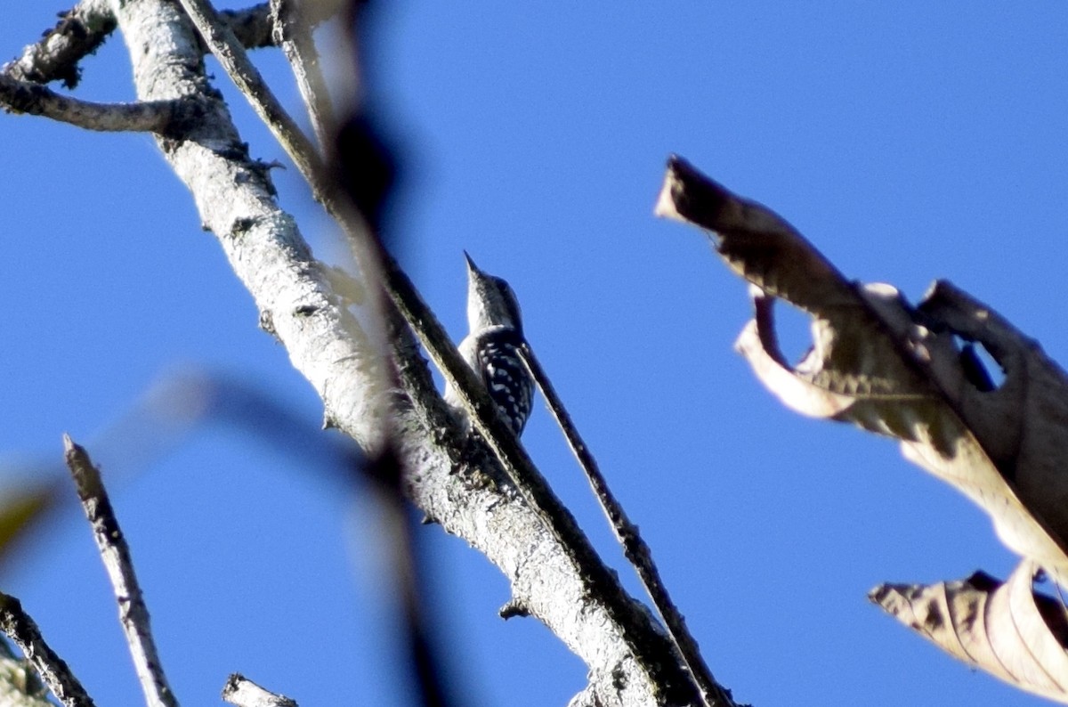 Brown-capped Pygmy Woodpecker - ML646846913