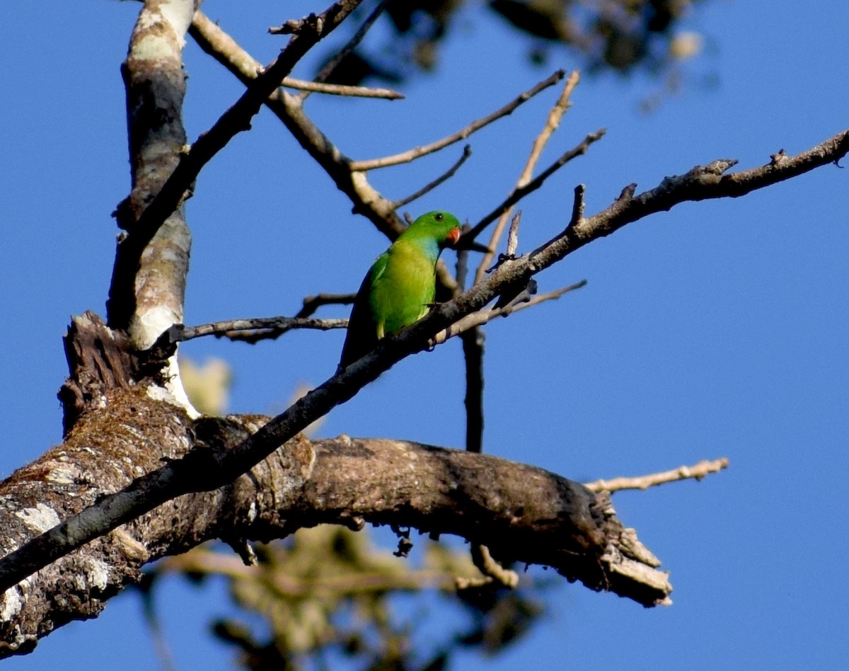 Vernal Hanging-Parrot - ML646846915