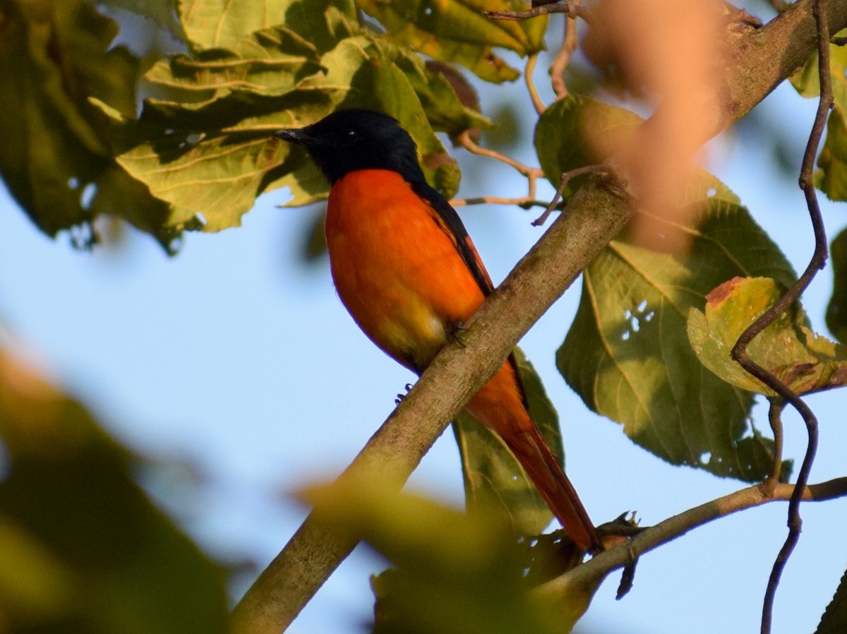 Orange Minivet - ML646846916