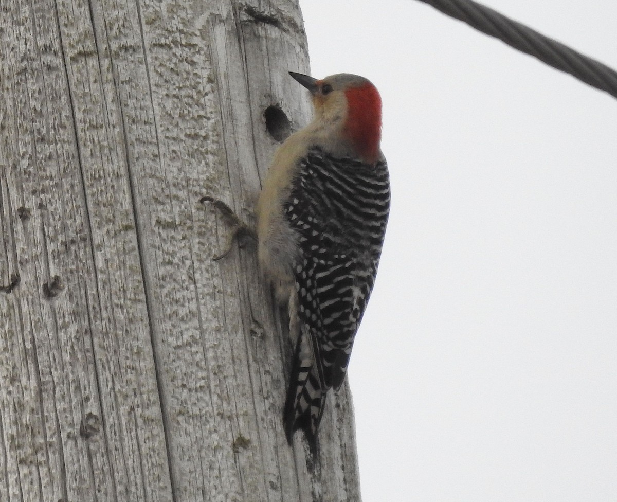 Kızılca Karınlı Ağaçkakan - ML646846931