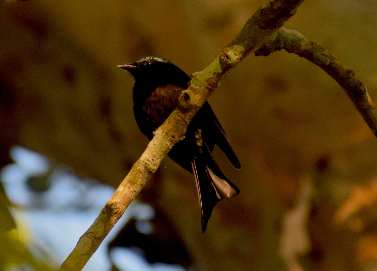 Bronzed Drongo - ML646846933