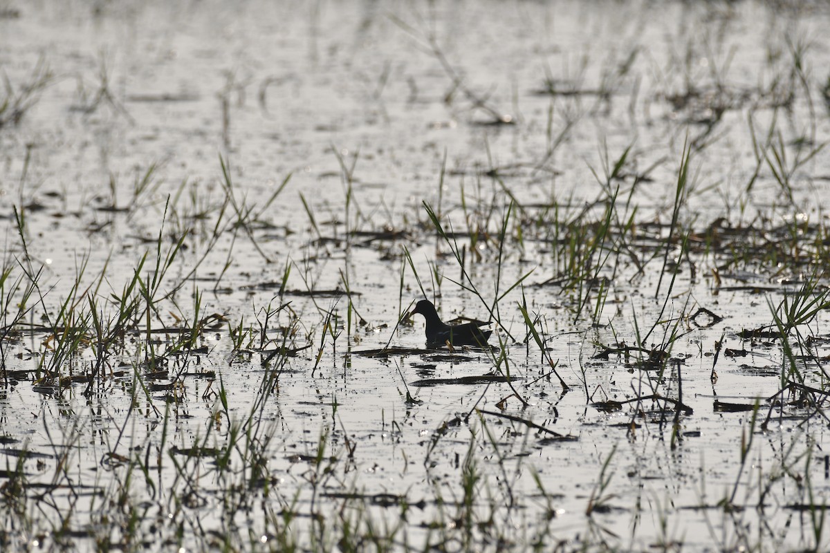 Eurasian Moorhen - ML646846934