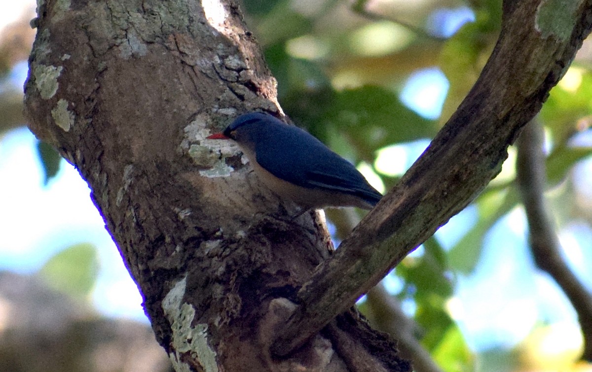 Velvet-fronted Nuthatch - ML646846935