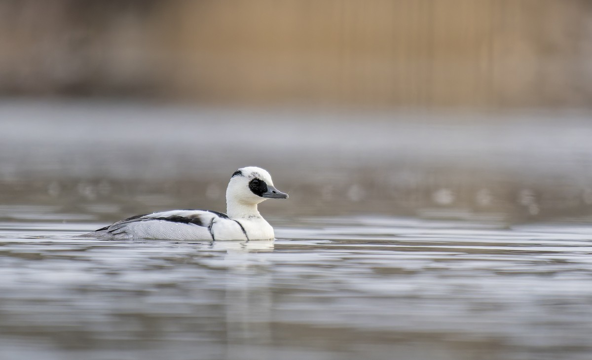 Smew - ML646846936