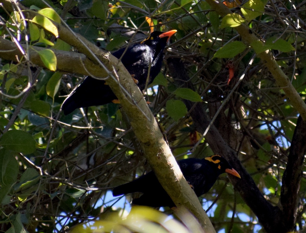 Southern Hill Myna - ML646846938