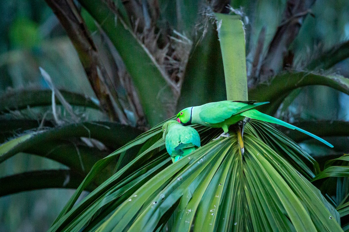 Rose-ringed Parakeet - ML646846939