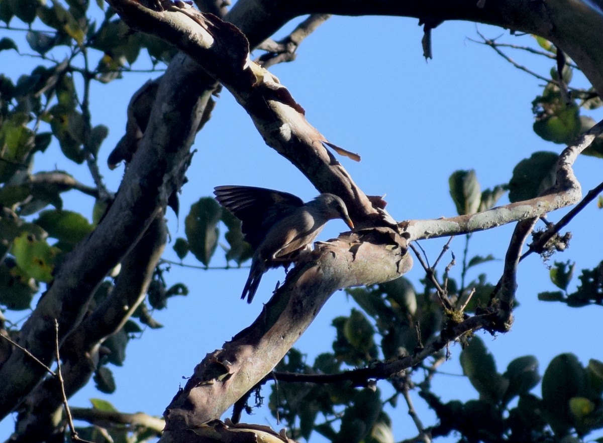 Malabar Starling - ML646846940
