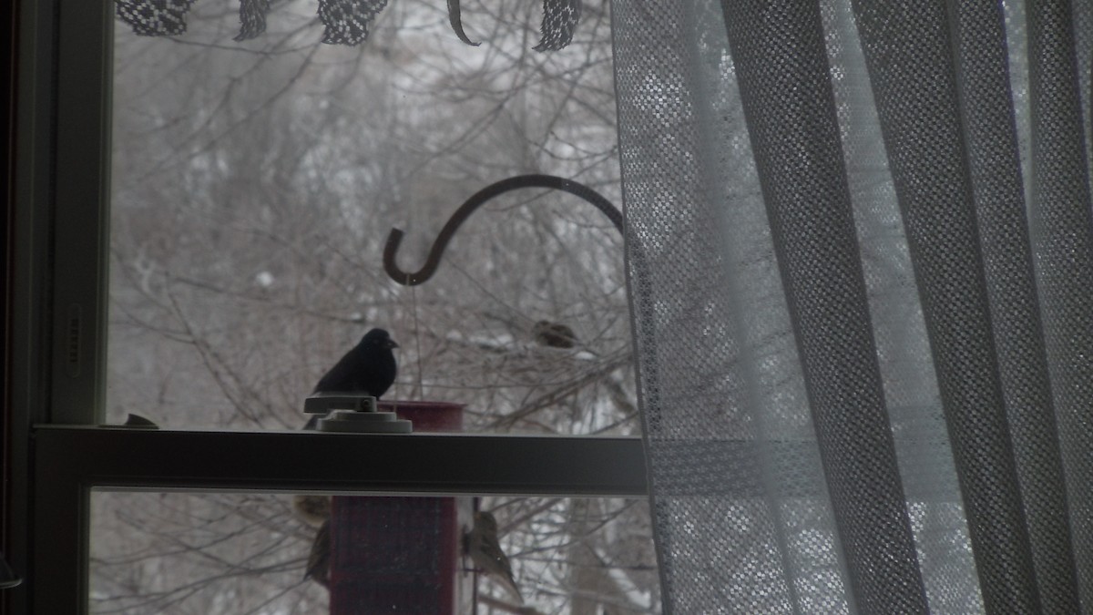 Common Grackle - ML646846942